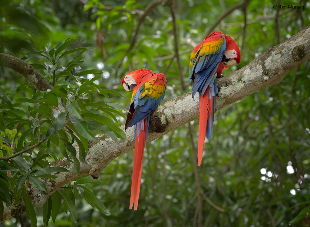 Scarlet Macaws